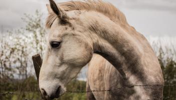 Kildare senator slams sulky racing in Kildare
