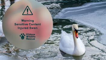 'Stop being selfish'- Anger in Kildare after 'poor swan' mauled by dog off leash