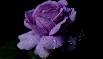 Flower power: Cystic Fibrosis Ireland calls on Kildare people to support 65 Roses Day 2026