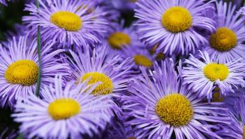 Planning permission refused for &euro;886k North Kildare garden centre extension