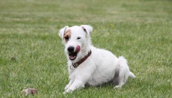 Urgent wet dog food appeal launched by Kildare animal charity