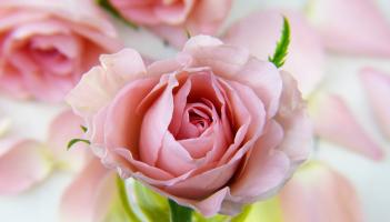 Kildare Death Notices for today: Friday, April 17 2026