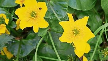 KILDARE WILDLIFE WATCH: Discovering an unexpected gem