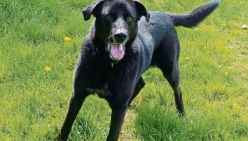 KILDARE PET RESCUE: Give a dog a home