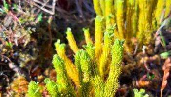 KILDARE WILDLIFE WATCH: A rare clubmoss spied on Girley Bog