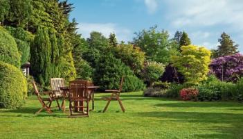KILDARE GARDENING COLUMN: Beautiful and practical trees for your garden privacy