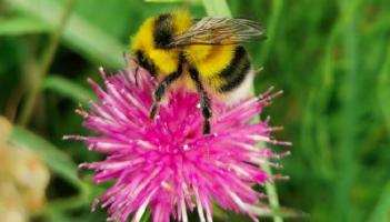 KILDARE WILDLIFE COLUMN: Tracking the flight of Lullymore bumblebees