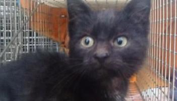 Happy ending for kitten Curry found in Naas PC World's washing machine department