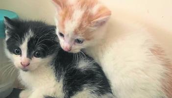 Kildare Animals In Need: Cat family rescued on the Sally Gap