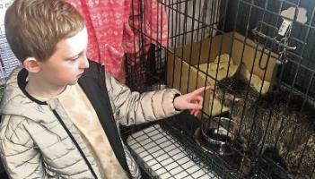 KWWSPCA COLUMN: Bobby reunited with his kitten Rosie