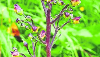 Kildare's Wildlife Watch: The wildflower that treats skin conditions