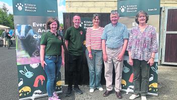Kildare Animals In Need: Calling all cat lovers — we need volunteers!
