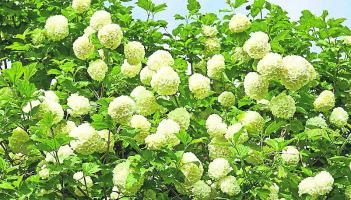 Gardening with Jo: Time to tidy the midsummer mess