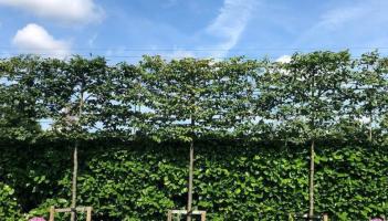 Gardening with Jo: Top trees to create privacy in your garden