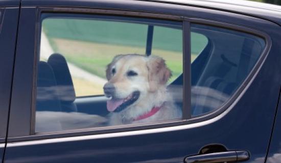 Have pooch, will travel - how to keep your dog safe in the car