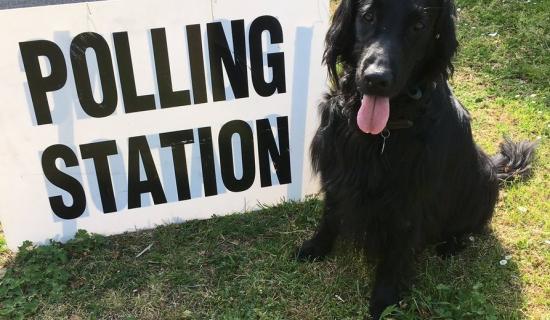 Bringing your dog to a Kildare polling station? Make sure to hashtag it on twitter!