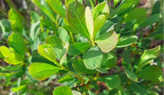 Kildare's Wildlife Watch: The immense power of natural remedies