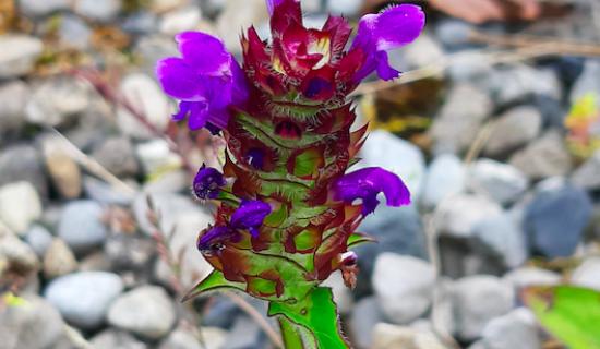 Kildare's Wildlife Watch: Biodiversity survey carried out in Kilcullen