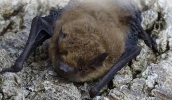Free bat 'walk and talk' in Newbridge, Kildare this weekend 