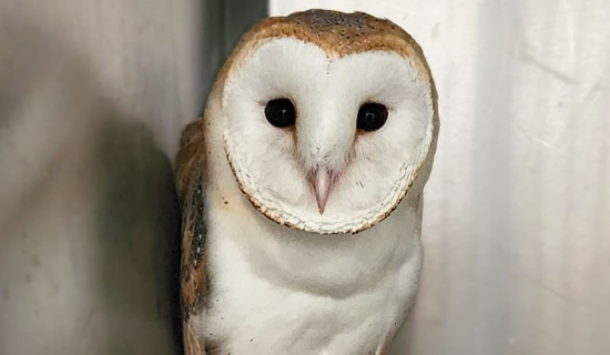 Urgent appeal to Kildare motorists to watch out for 'low flying owls' amid injury concerns