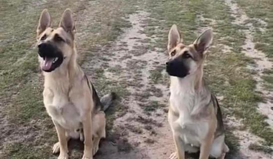 Kildare resident releases appeal in relation to missing German Shepherd siblings