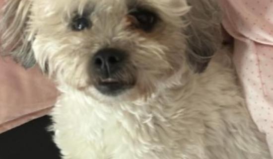 &lsquo;Absolutely heartbreaking&rsquo;: Kildare woman renews appeal and ups reward for missing dog