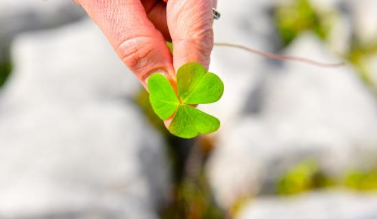 Why not take a leaf out of his book? Former TV judge to share expert knowledge at Kildare plant event