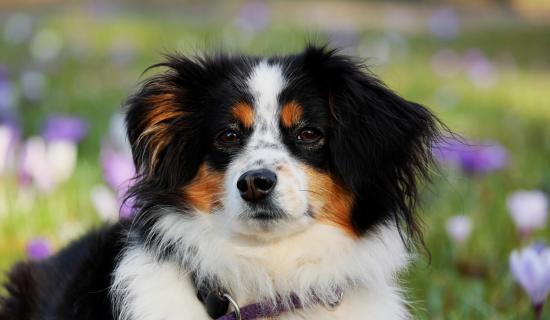 'Please hear our plea': Kildare Animal Foundation releases important appeal for adoptions