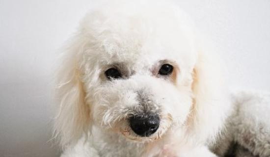 Parenting column: We got tipsy and decided to expand our little family...