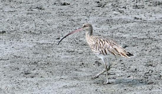 Little good news on the horizon for the Kildare curlew