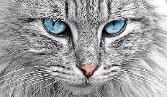 COMMENT: O'Neill and Kildare 'as lucky as a cut cat'