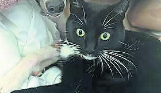 Kildare Animals In Need: Zelda&rsquo;s mystery journey to Dublin