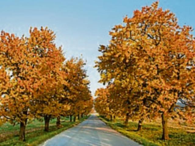 Gardening with Jo: Trees for a reason - Kildare Live