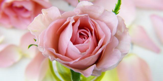 Kildare Death Notices for today: Tuesday, February 17 2026