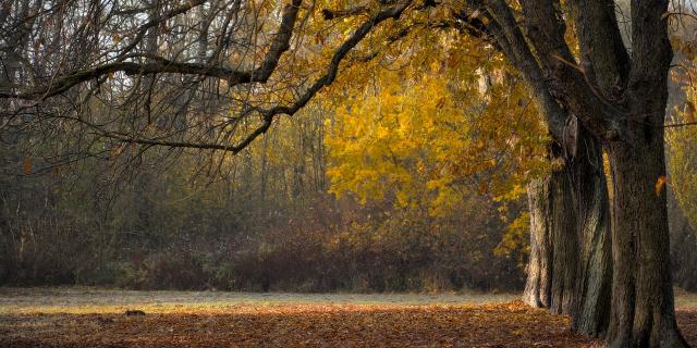 Temporary closure announced for section of Kildare park