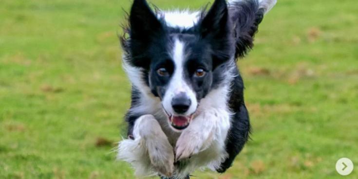 Puppy dumped in Tesco bag will represent Ireland at world's biggest dog show next month