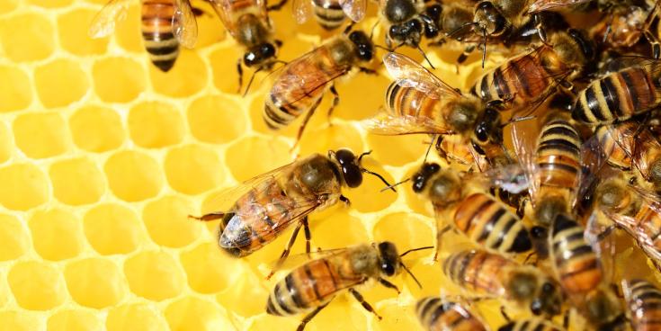 'Lets help the local environment': Open call for beehive locations in South Kildare