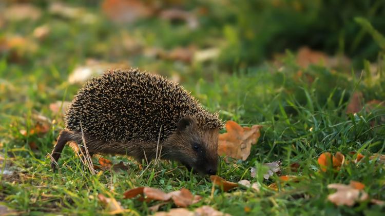 Don't make their vitals spike! Basic First Aid for hedgehogs talk to take place in Kildare