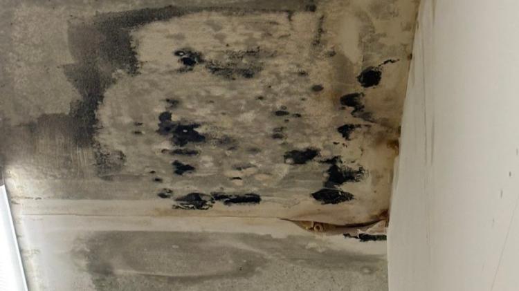 Mould growing on the ceilings