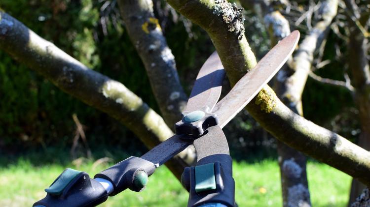 Kildare tree pruning efforts have resulted in &lsquo;unintentional vandalism&rsquo;