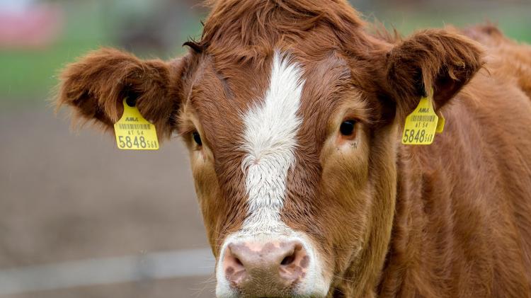 IFA plans protest in Kildare over Bord Bia controversy