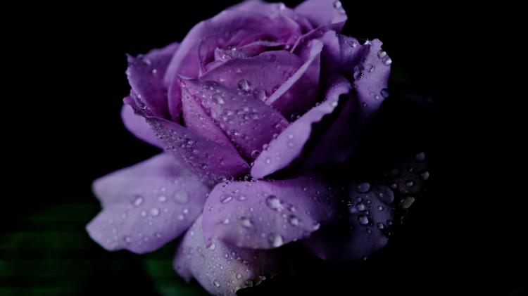 Cystic Fibrosis Ireland calls on Kildare to support 65 Roses Day 2026