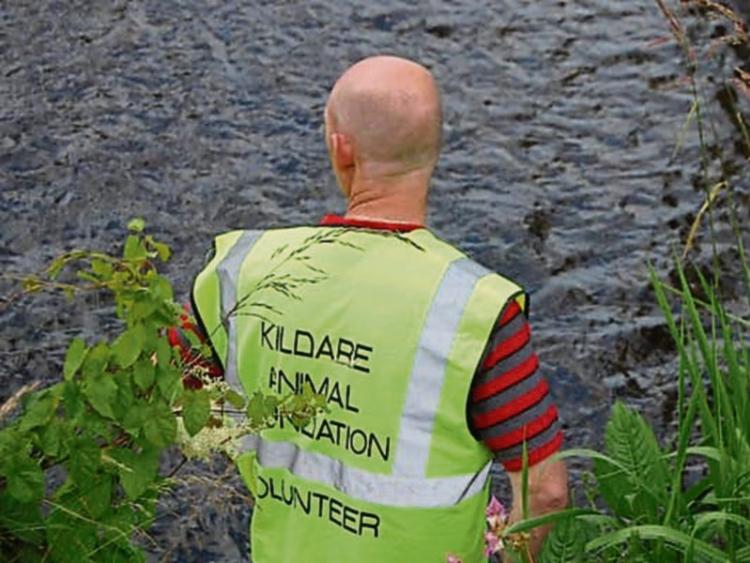 Learn about wildlife rescue with the Kildare Animal Foundation