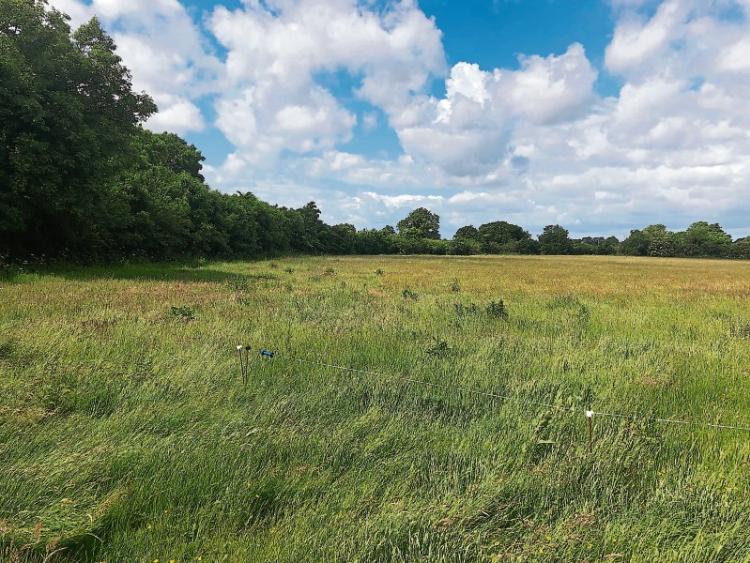KILDARE PROPERTY WATCH 28 acres of Prosperous land up for sale with