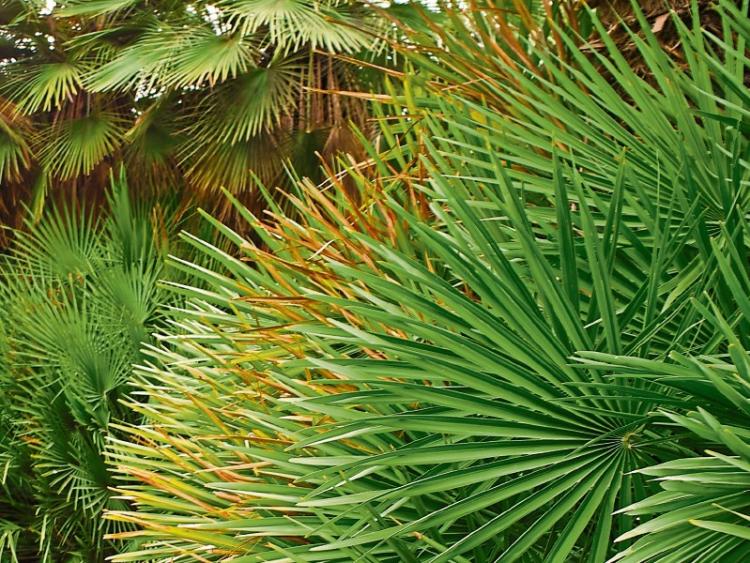 In The Garden Palms spring at the nursery Leinster Leader
