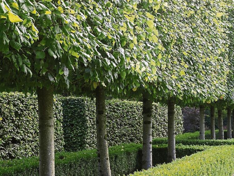 Gardening Choose the best trees for screening your garden Leinster
