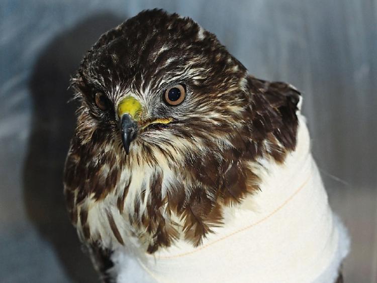 Kildare is abuzz with birds of prey Leinster Leader