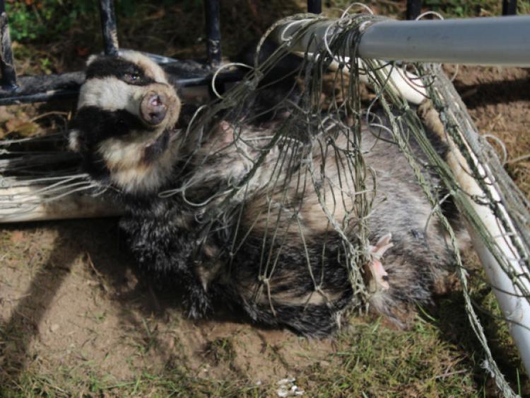 Pet Rescue Badger caught in Naas football net Leinster Leader
