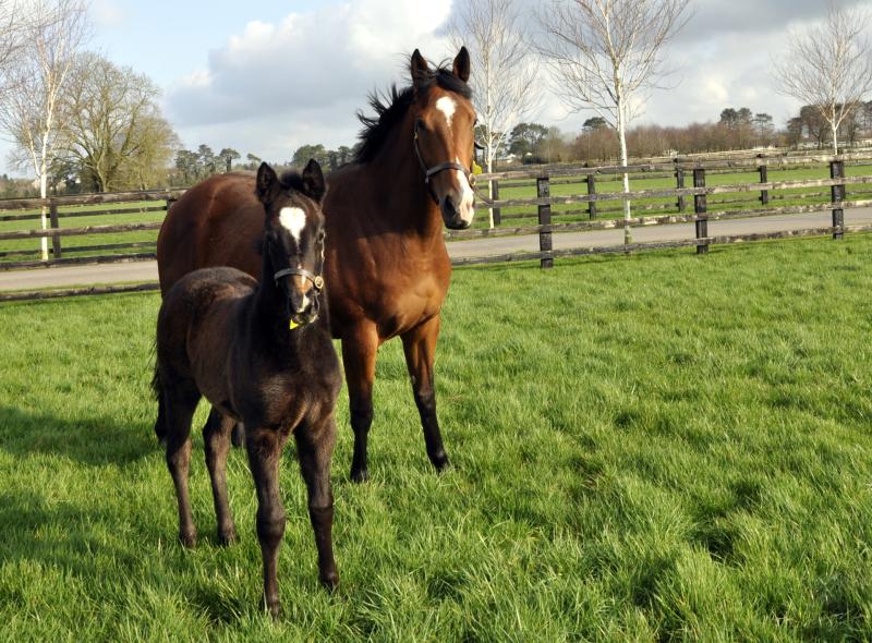 New director appointed to Irish National Stud board