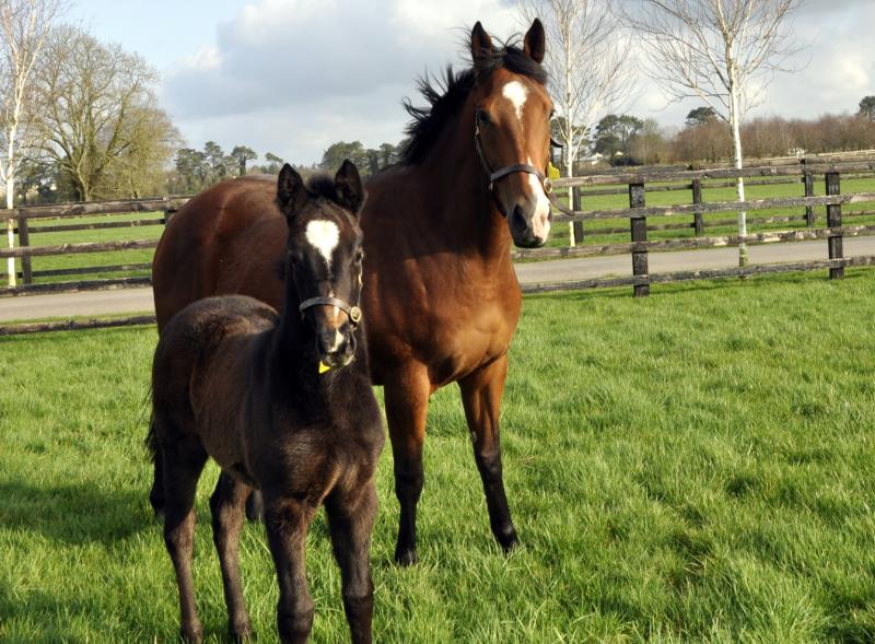 New director appointed to Irish National Stud board